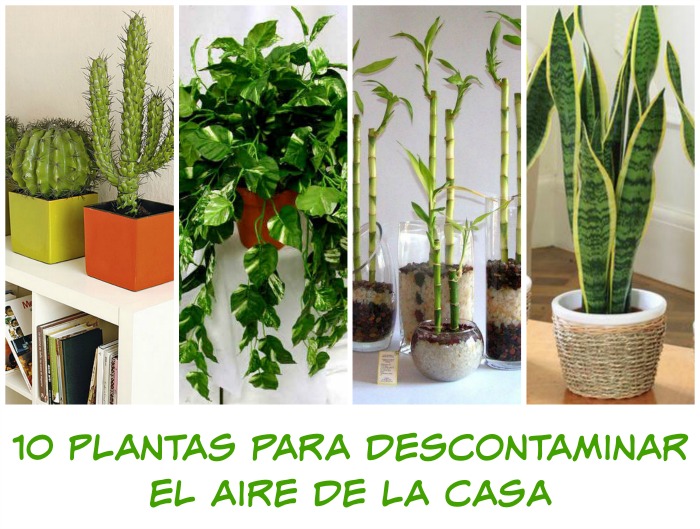10 Plantas Que Debes Tener En Tu Casa Mama Xxi